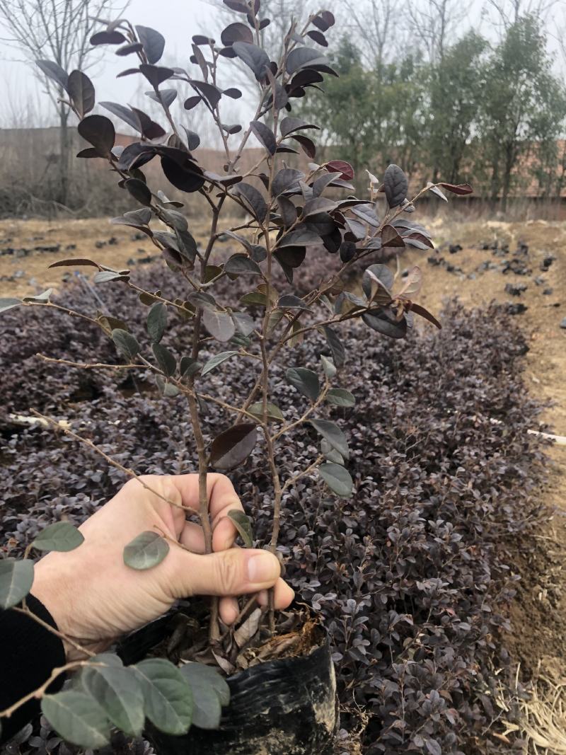 【红花继木】信阳红花继木苗各种规格都有欢迎致电订购