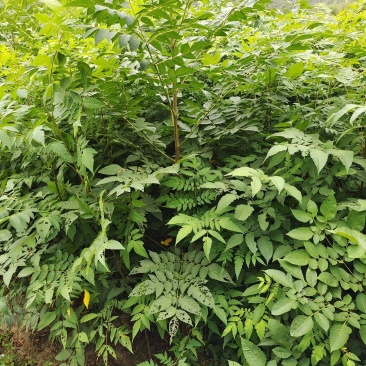 栾树，栾树小苗地径0.5一2公分大量现货供应