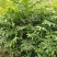 栾树，栾树小苗地径0.5一2公分大量现货供应