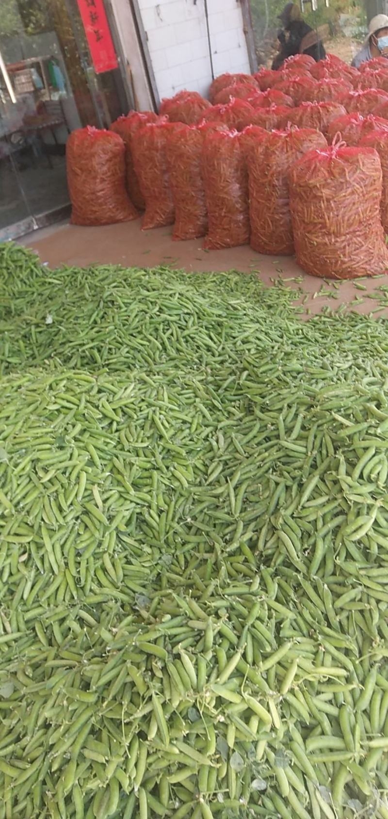 豌豆角大量上市，产地直发
