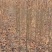 栾树，栾树小苗地径0.5一2公分大量现货供应