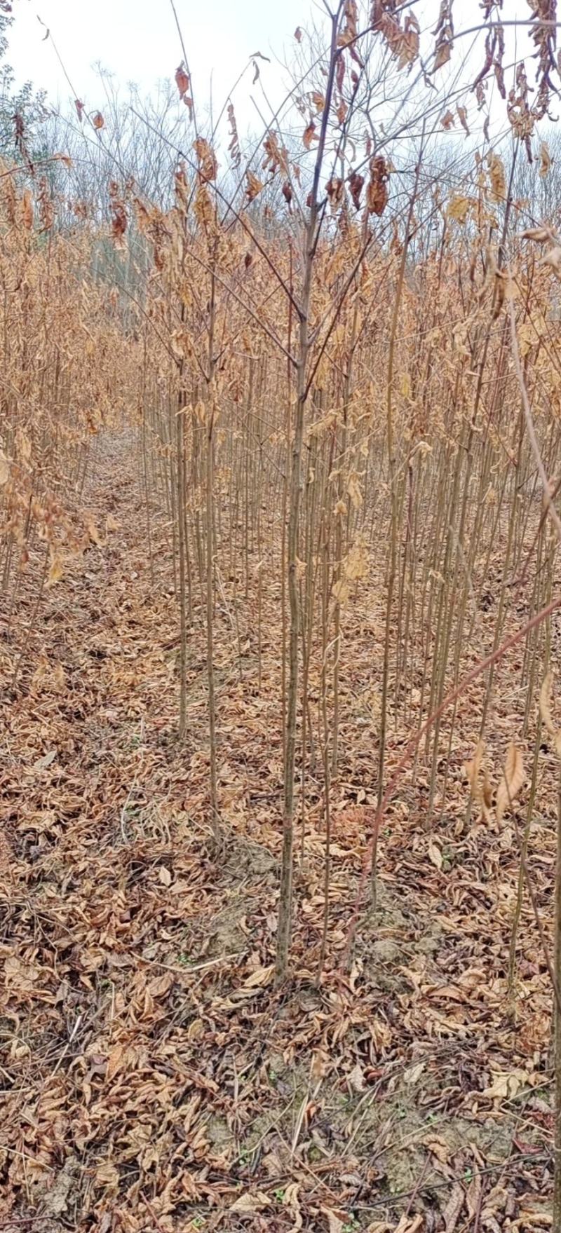 栾树，栾树小苗地径0.5一2公分大量现货供应