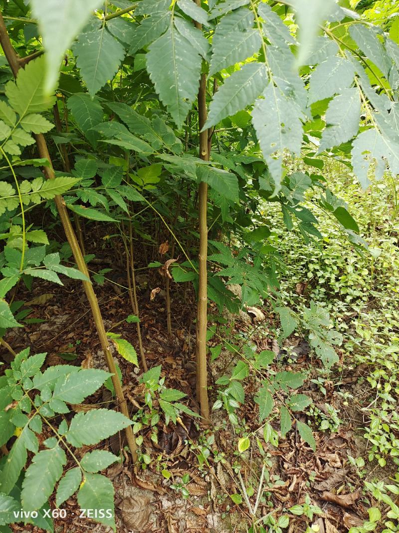 栾树，栾树小苗地径0.5一2公分大量现货供应