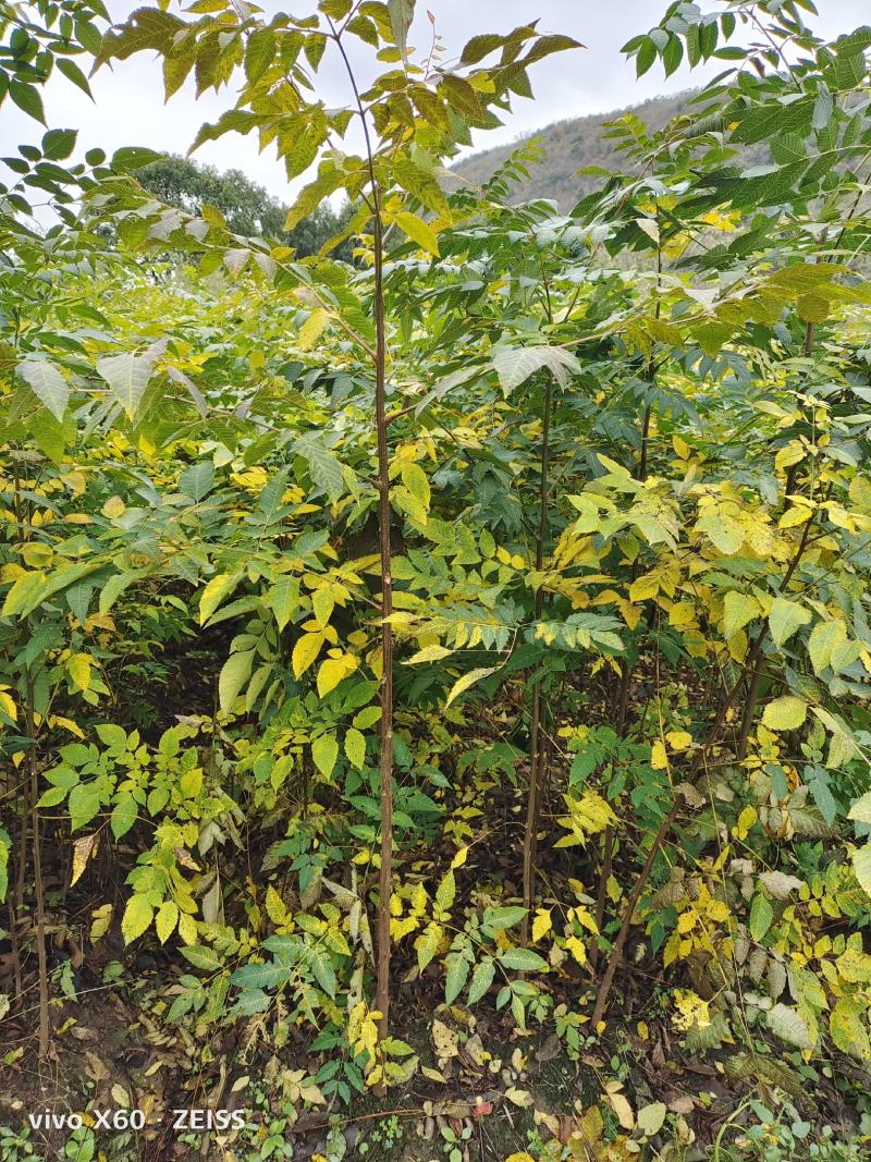 栾树，栾树小苗地径0.5一2公分大量现货供应