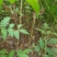 栾树，栾树小苗地径0.5一2公分大量现货供应