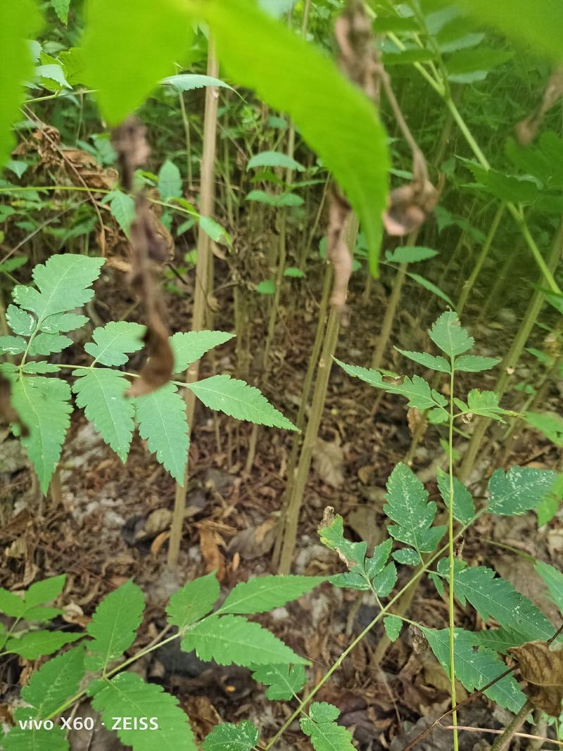 栾树，栾树小苗地径0.5一2公分大量现货供应