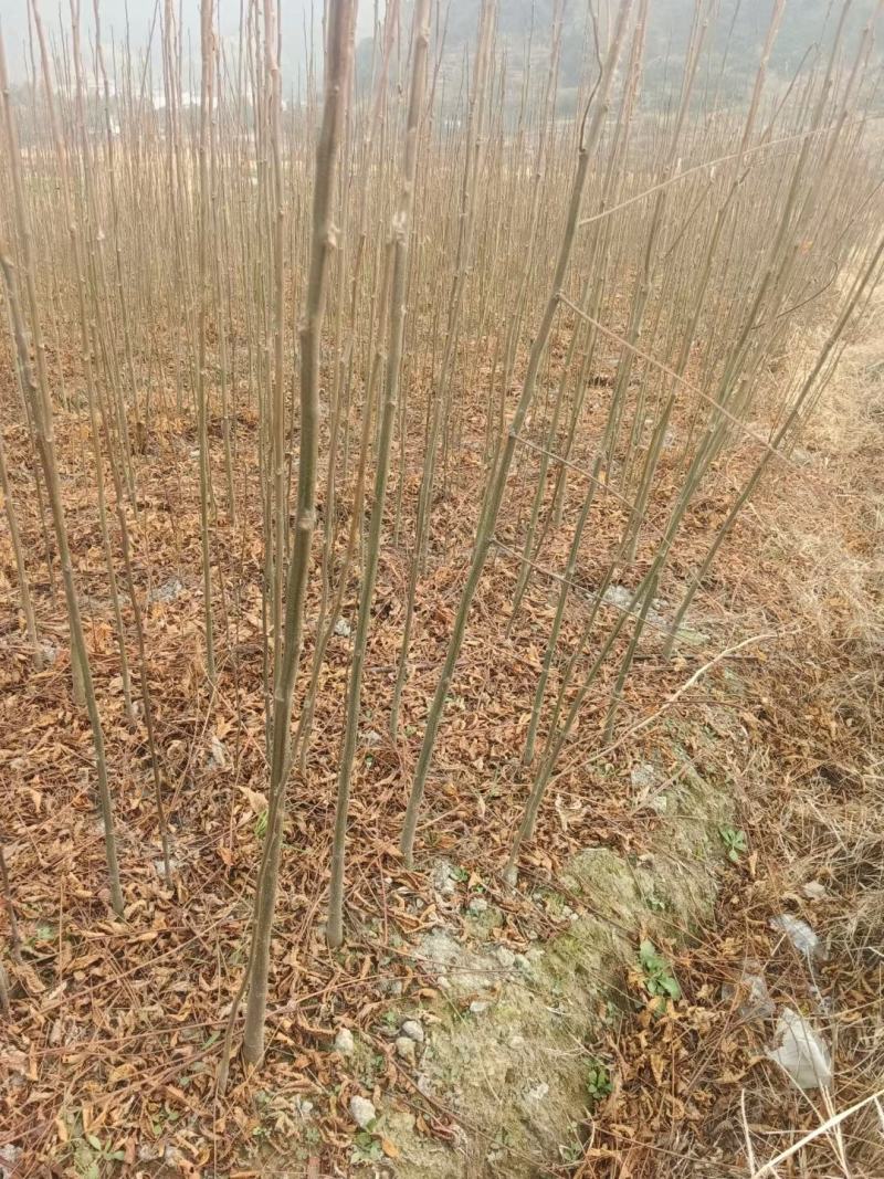 栾树，栾树小苗地径0.5一2公分大量现货供应