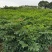 栾树，栾树小苗地径0.5一2公分大量现货供应