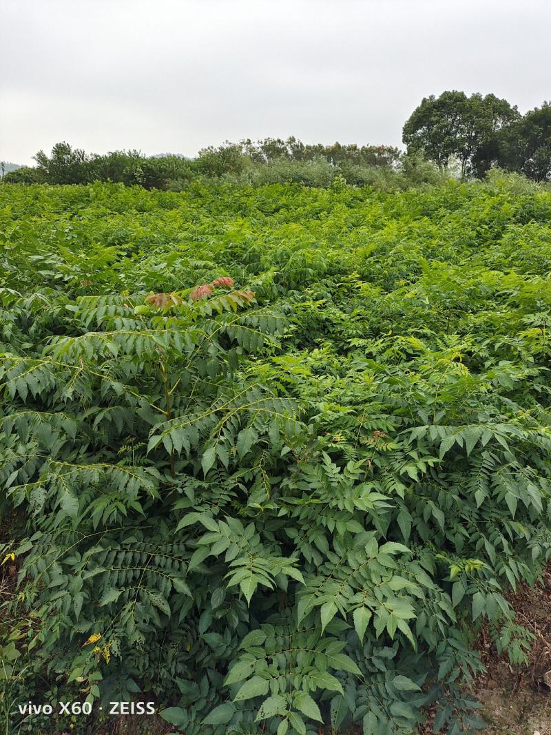 栾树，栾树小苗地径0.5一2公分大量现货供应