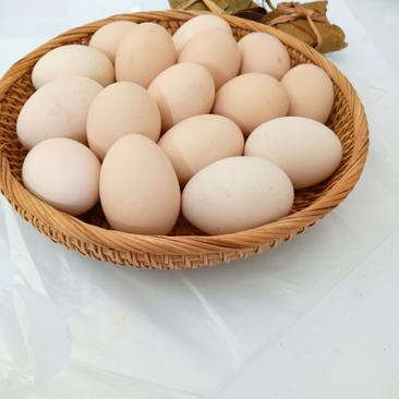 贵州黔东南农家散养谷子喂养红毛麻羽小香鸡土鸡蛋