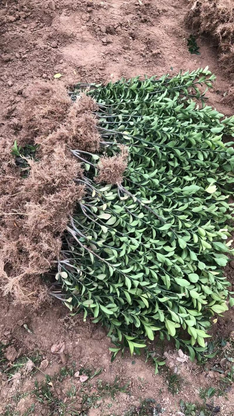 推荐潢川大叶黄杨苗绿化工程可用诚信经营