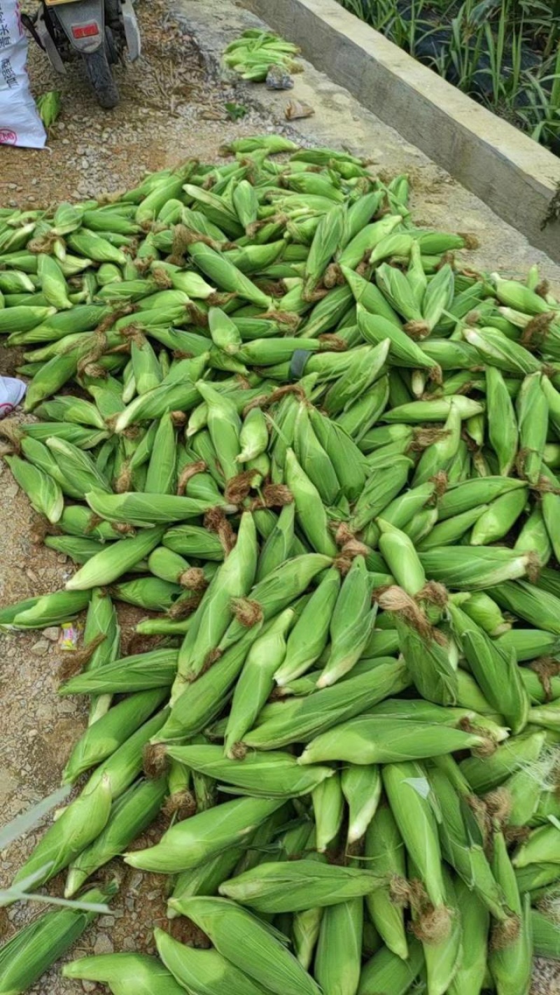 广西龙州糯玉米大量上市颗粒饱满品质保证量大从优