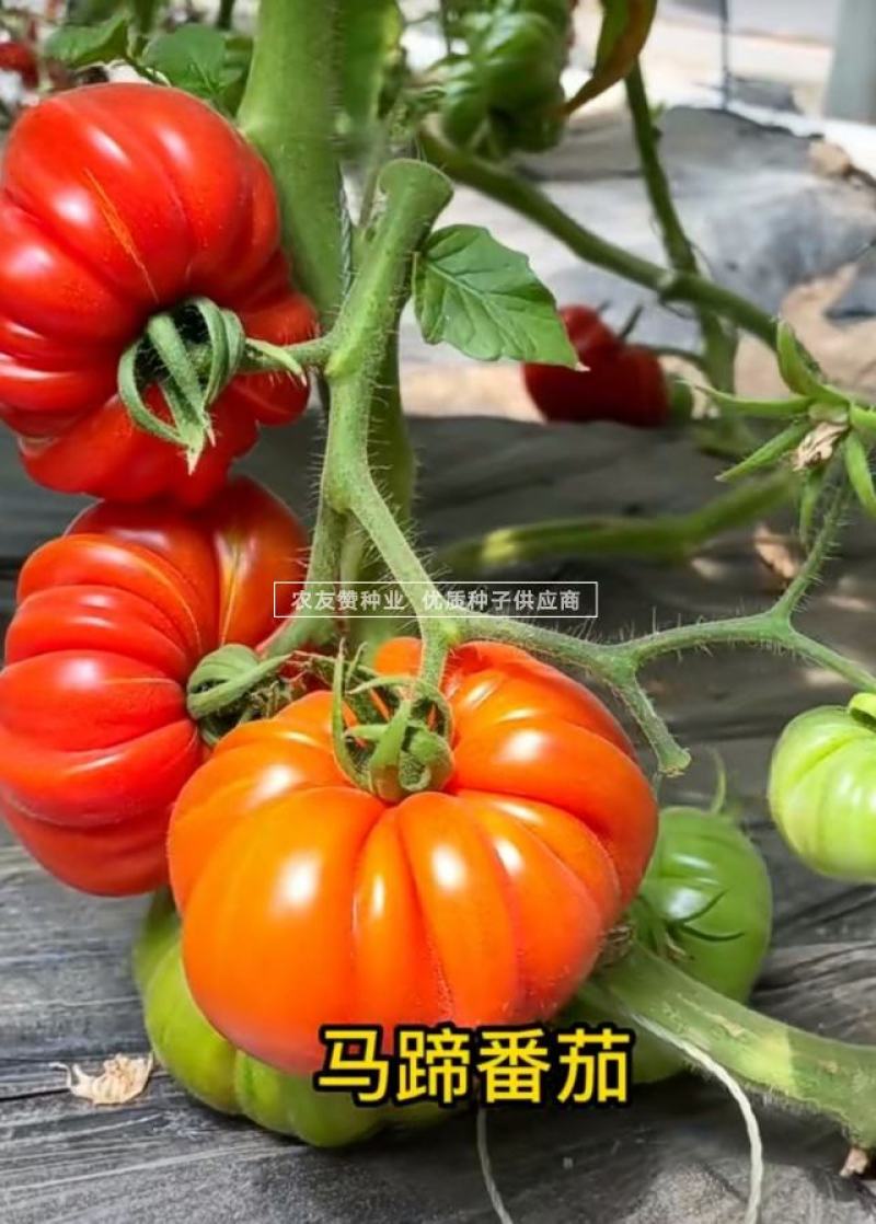 老品种西红柿种子大果马蹄番茄种子大红瓤沙面甜味足，中晚熟