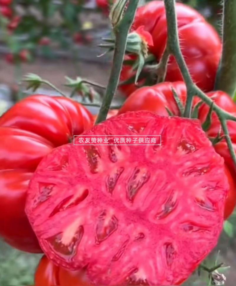 老品种西红柿种子大果马蹄番茄种子大红瓤沙面甜味足，中晚熟