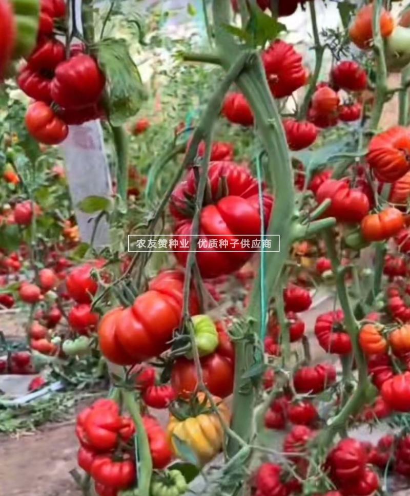 老品种西红柿种子大果马蹄番茄种子大红瓤沙面甜味足，中晚熟
