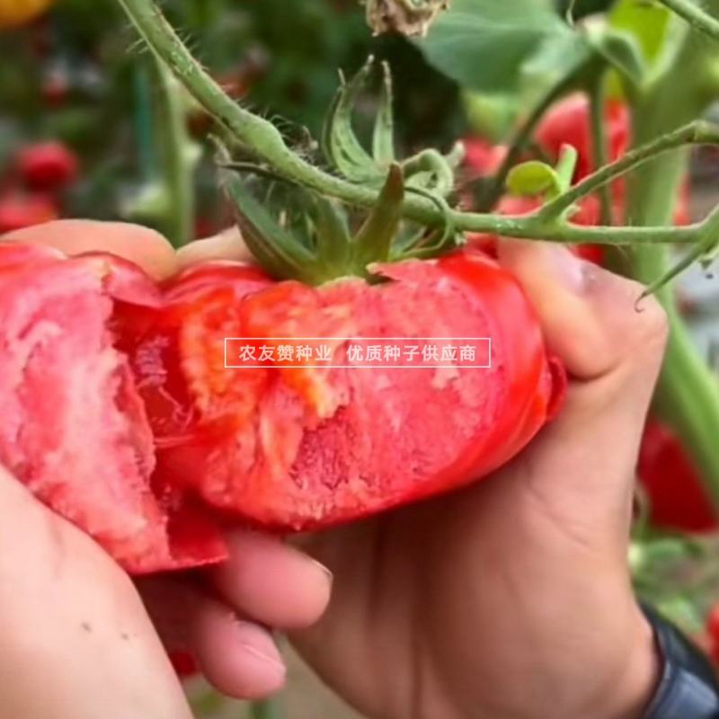 老品种西红柿种子大果马蹄番茄种子大红瓤沙面甜味足，中晚熟
