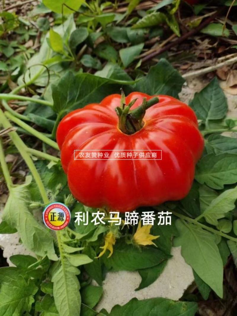 老品种西红柿种子大果马蹄番茄种子大红瓤沙面甜味足，中晚熟