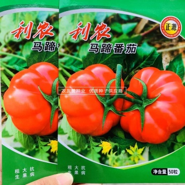 老品种西红柿种子大果马蹄番茄种子大红瓤沙面甜味足，中晚熟