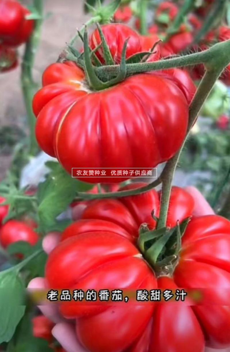 老品种西红柿种子大果马蹄番茄种子大红瓤沙面甜味足，中晚熟