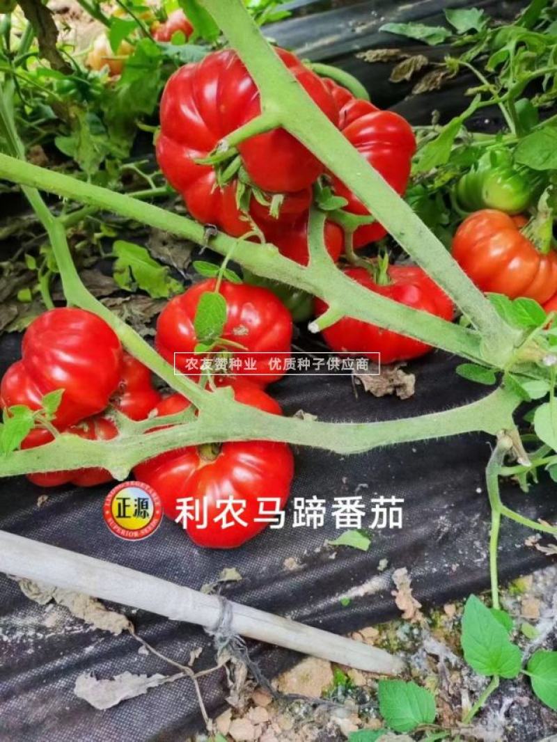 老品种西红柿种子大果马蹄番茄种子大红瓤沙面甜味足，中晚熟