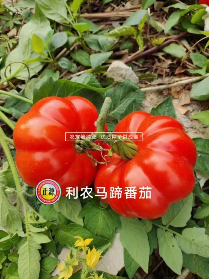 老品种西红柿种子大果马蹄番茄种子大红瓤沙面甜味足，中晚熟