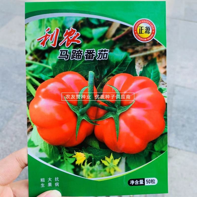 老品种西红柿种子大果马蹄番茄种子大红瓤沙面甜味足，中晚熟