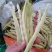 山东九粒芸豆大量供应优质货源大量上市量大从优