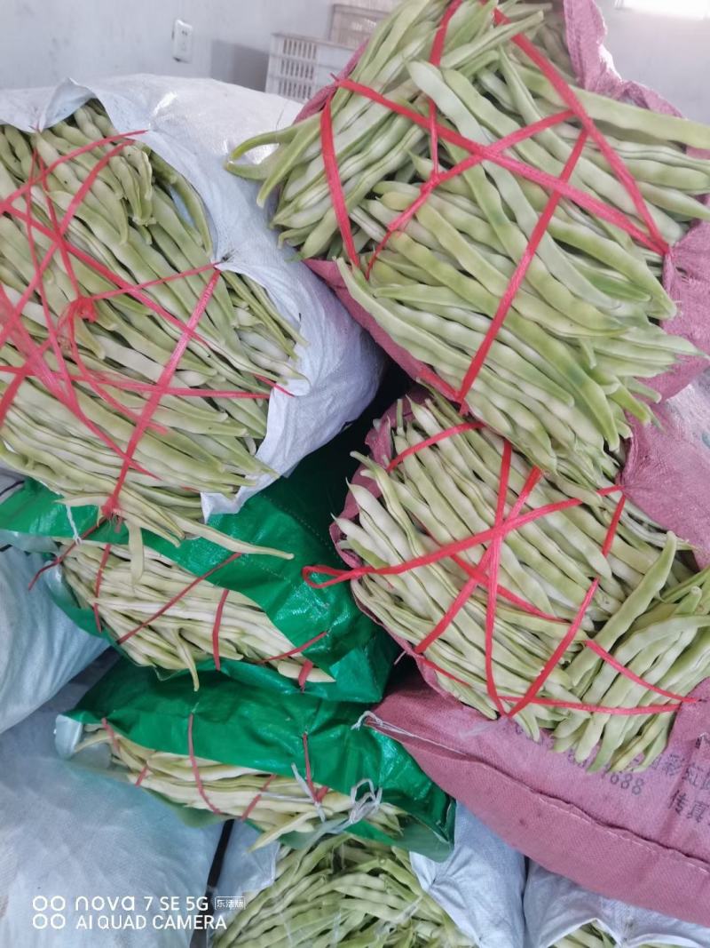山东九粒芸豆大量供应优质货源大量上市量大从优