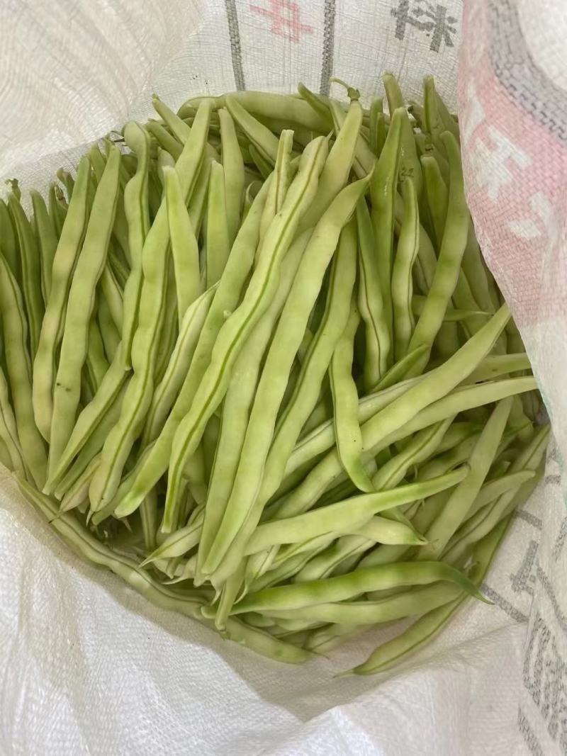 山东九粒芸豆大量供应优质货源大量上市量大从优