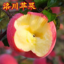 正宗陕西洛川红富士苹果苗脆甜冰糖心苹果树苗