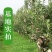 正宗陕西洛川红富士苹果苗脆甜冰糖心苹果树苗