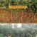 正宗陕西洛川红富士苹果苗脆甜冰糖心苹果树苗