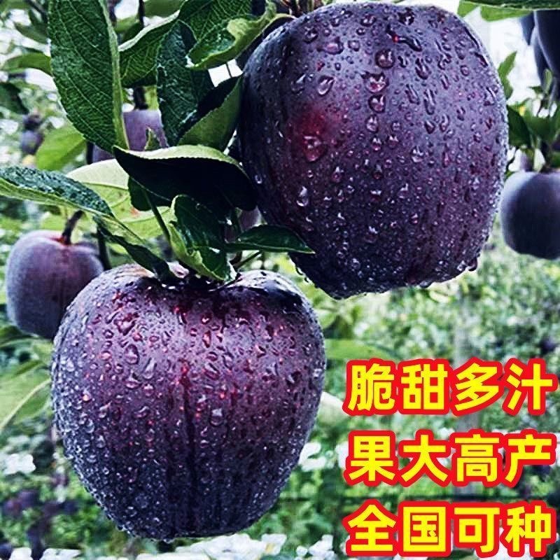 稀有新品种黑钻黑卡苹果树苗苹果苗南北方种植