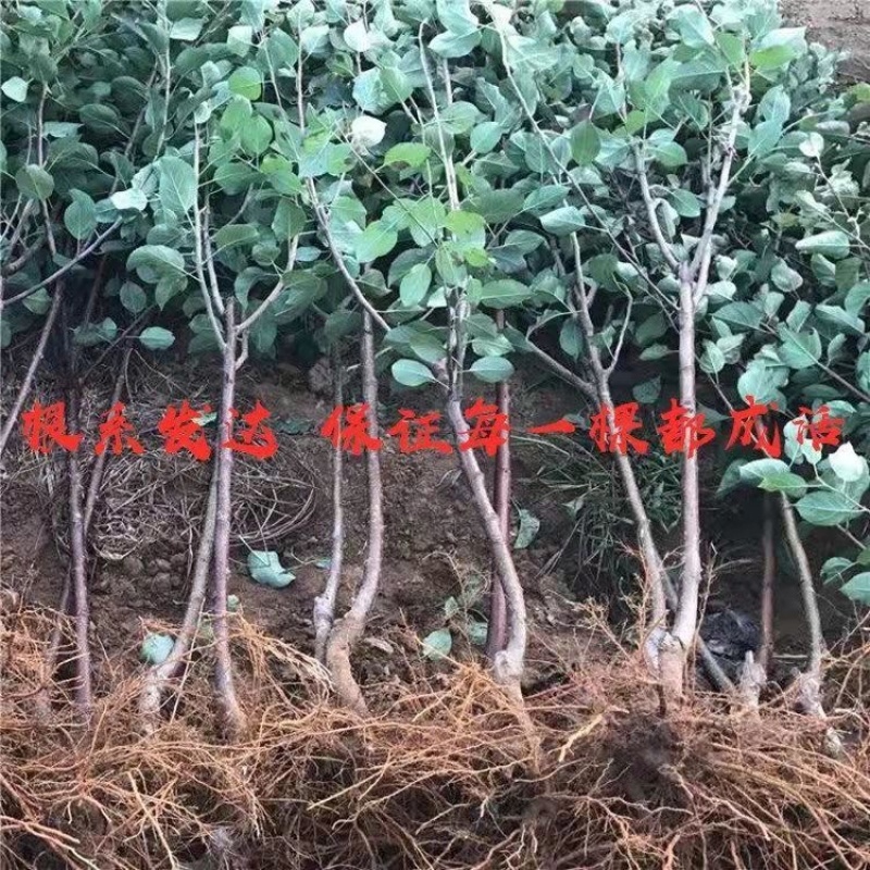 稀有新品种黑钻黑卡苹果树苗苹果苗南北方种植