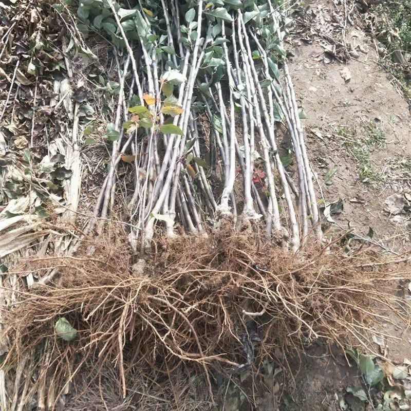 稀有新品种黑钻黑卡苹果树苗苹果苗南北方种植