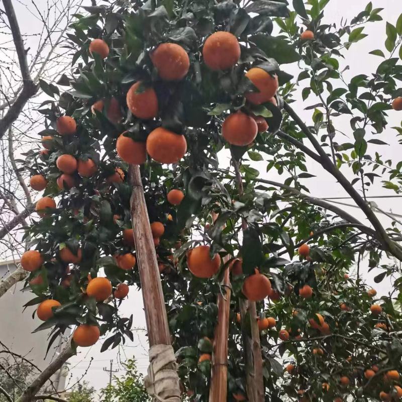 重庆“沃柑”柑桔口感纯甜，果面干净，价格超低运输便利
