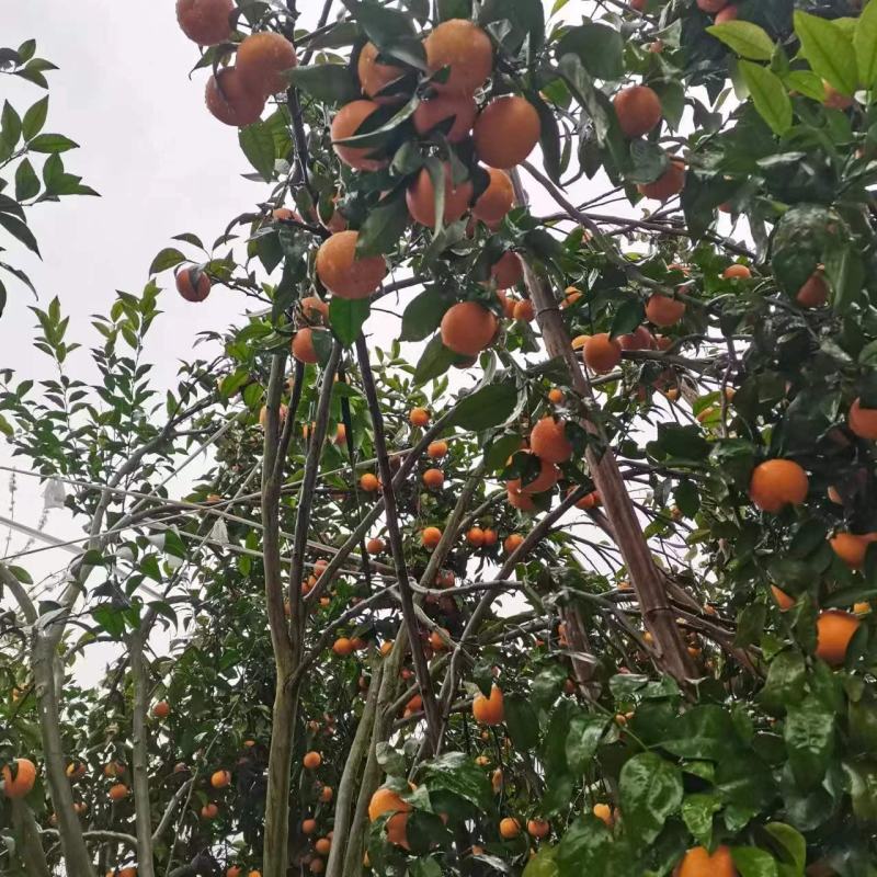 重庆“沃柑”柑桔口感纯甜，果面干净，价格超低运输便利