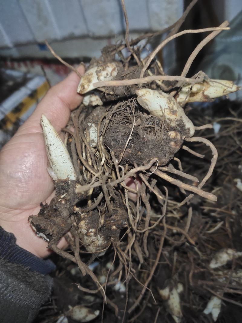 八角莲山荷叶江边一碗水鬼𦥑野生块茎种苗供应