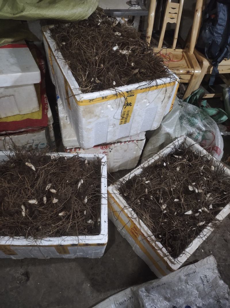 八角莲山荷叶江边一碗水鬼𦥑野生块茎种苗供应