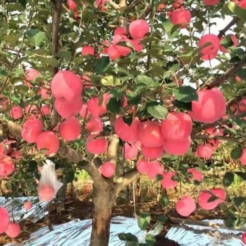 众城三号苹果树苗特大耐寒条纹苹果苗盆栽地栽南北方