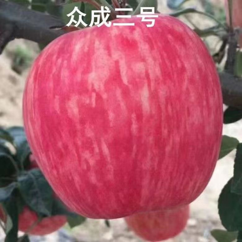 众城三号苹果树苗特大耐寒条纹苹果苗盆栽地栽南北方