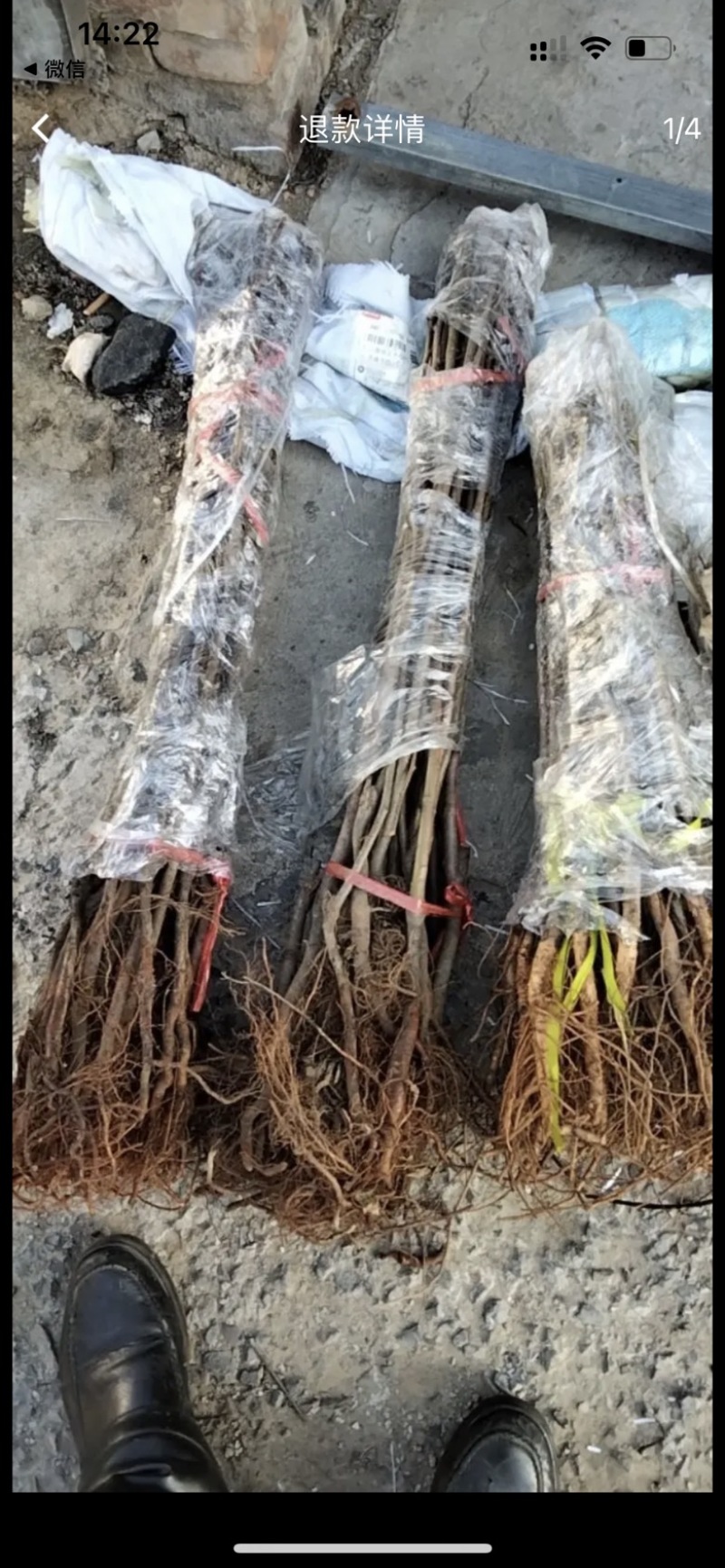 众城三号苹果树苗特大耐寒条纹苹果苗盆栽地栽南北方