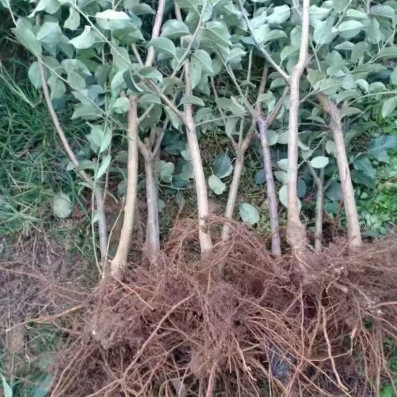 众城三号苹果树苗特大耐寒条纹苹果苗盆栽地栽南北方