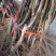 众城三号苹果树苗特大耐寒条纹苹果苗盆栽地栽南北方