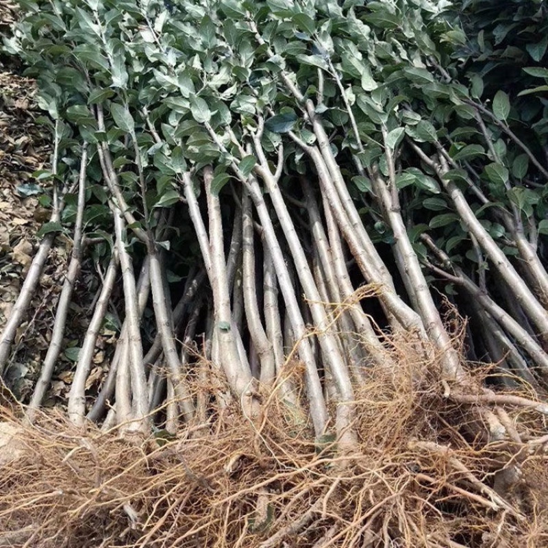 众城三号苹果树苗特大耐寒条纹苹果苗盆栽地栽南北方