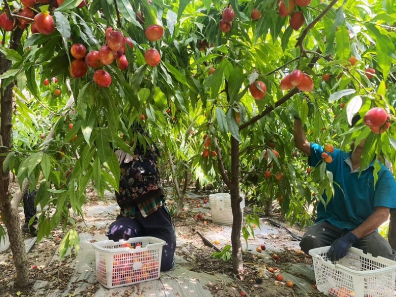 吐鲁番沙漠油桃