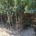新品种红肉苹果当年结果红色之爱苹果红心苹果