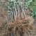 新品种红肉苹果当年结果红色之爱苹果红心苹果