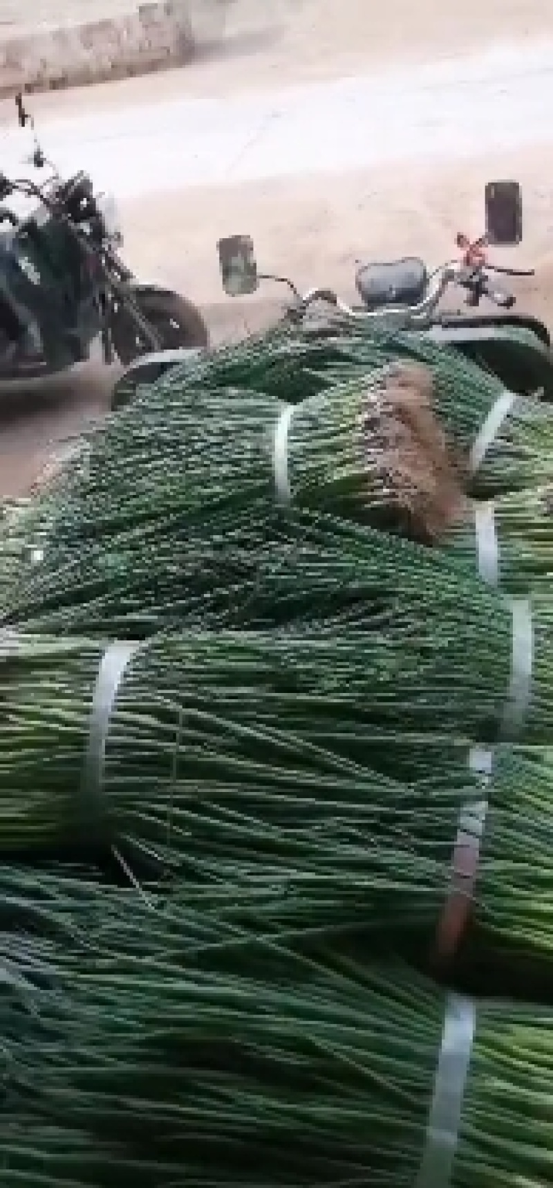 小葱！小葱苗！基地直供，品种齐全，量大从优，物美价廉！