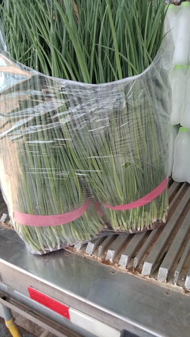小葱！小葱苗！基地直供，品种齐全，量大从优，物美价廉！